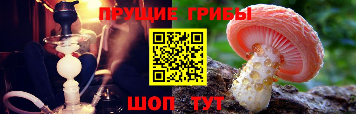 Псилоцибиновые грибы GOLDEN TEACHER Краснознаменск